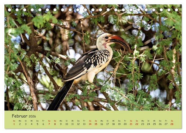 Produktbild: Gefiederte Sch&ouml;nheiten Ostafrikas (Tischkalender 2026 DIN A5 quer), CALVENDO Monatskalender
