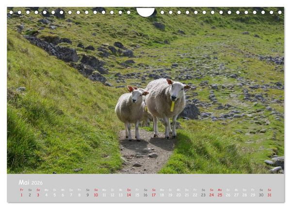 Produktbild: Ganz sch&ouml;n Schaf (Wandkalender 2026 DIN A4 quer), CALVENDO Monatskalender
