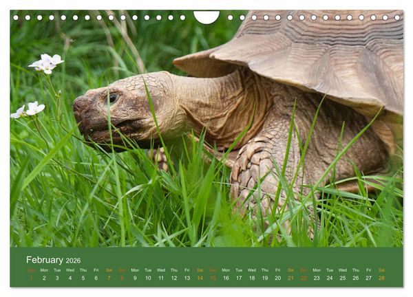 Produktbild: African spurred tortoises (Wall Calendar 2026 DIN A4 landscape), CALVENDO 12 Month Wall Calendar