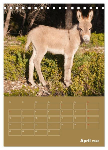 Produktbild: Entz&uuml;ckende Esel - Charmant und liebenswert (Tischkalender 2026 DIN A5 hoch), CALVENDO Monatskalender