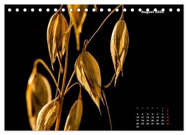 Produktbild: Der Natur auf der Spur - Makro-Fotografien der besonderen Art (Tischkalender 2026 DIN A5 quer), CALVENDO Monatskalender
