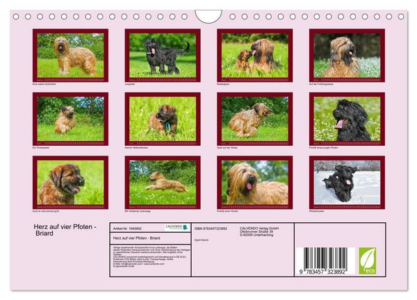 Produktbild: Herz auf vier Pfoten - Briard (Wandkalender 2026 DIN A4 quer), CALVENDO Monatskalender