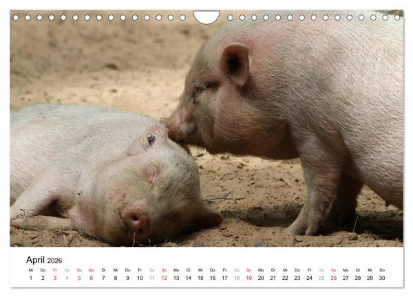 Produktbild: Schwein gehabt! (Wandkalender 2026 DIN A4 quer), CALVENDO Monatskalender