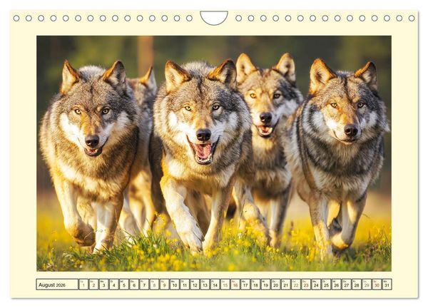 Produktbild: Herzschlag der Wildnis. W&ouml;lfe zwischen Legende, Freiheit und Anmut (Wandkalender 2026 DIN A4 quer), CALVENDO Monatskalender