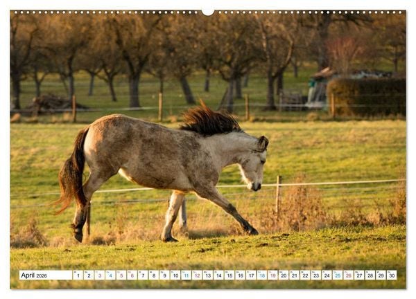 Produktbild: Durch das Jahr mit dem Connemara Pony Holly (hochwertiger Premium Wandkalender 2026 DIN A2 quer), Kunstdruck in Hochglanz