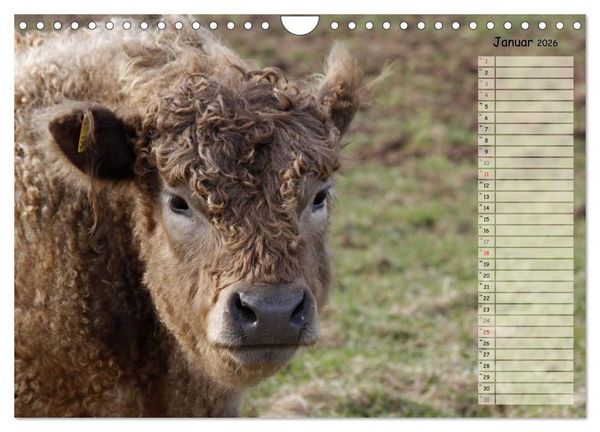 Produktbild: Gl&uuml;ckliche K&uuml;he (Wandkalender 2026 DIN A4 quer), CALVENDO Monatskalender