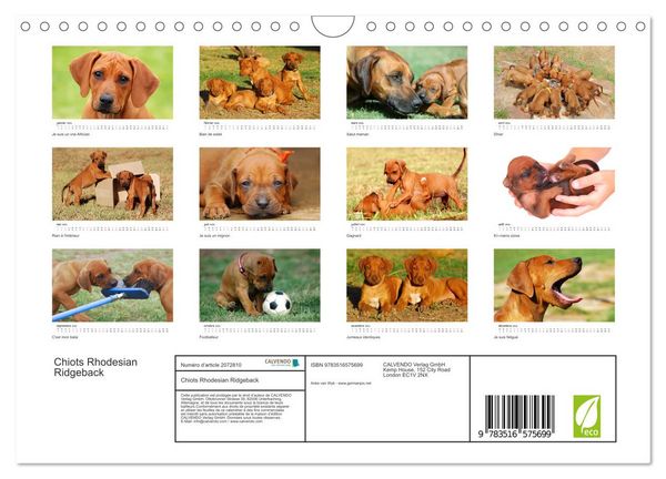 Produktbild: Chiots Rhodesian Ridgeback (Calendrier mural 2026 DIN A4 vertical), CALVENDO calendrier mensuel
