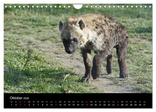 Produktbild: Zoo-Kinder (Wandkalender 2026 DIN A4 quer), CALVENDO Monatskalender