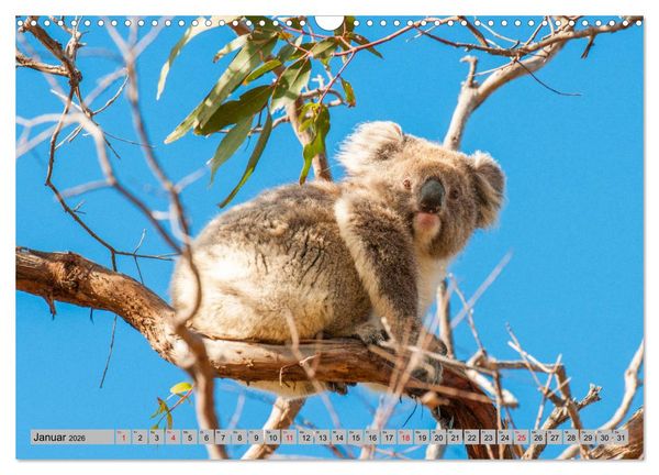 Produktbild: Australische Koalas (Wandkalender 2026 DIN A3 quer), CALVENDO Monatskalender