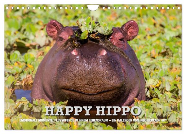 Emotionale Momente. Happy Hippo / CH-Version (Wandkalender 2026 DIN A4 quer), CALVENDO Monatskalender
