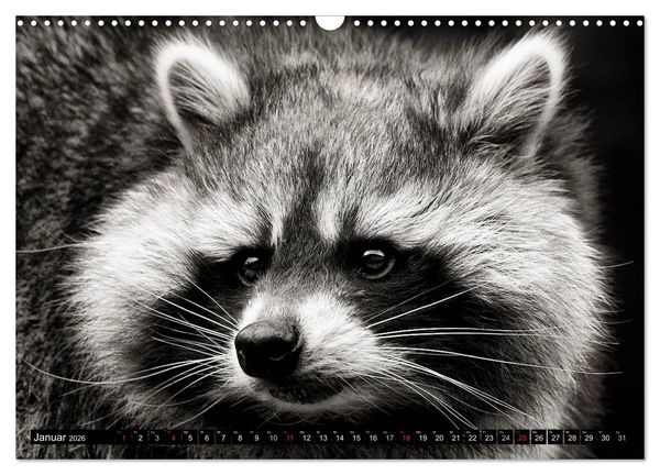 Produktbild: Waschb&auml;ren - Maskierte Gauner (Wandkalender 2026 DIN A3 quer), CALVENDO Monatskalender