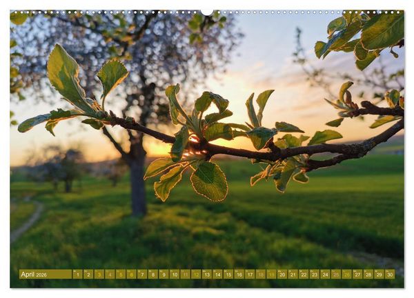 Produktbild: Apfelbaum und Streuobstwiesen (Wandkalender 2026 DIN A2 quer), CALVENDO Monatskalender