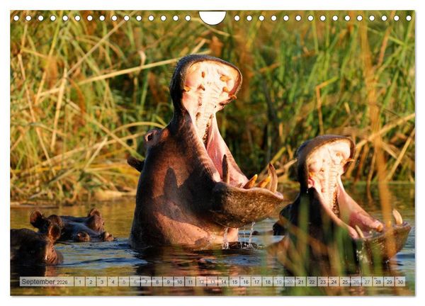 Produktbild: Afrikas Tierwelt Christian Heeb (Wandkalender 2026 DIN A4 quer), CALVENDO Monatskalender