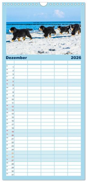 Produktbild: Familienplaner 2026 - Seeb&auml;rchen entdecken die Welt - Berner Sennenhunde mit 5 Spalten (Wandkalender, 21 x 45 cm) CALVENDO