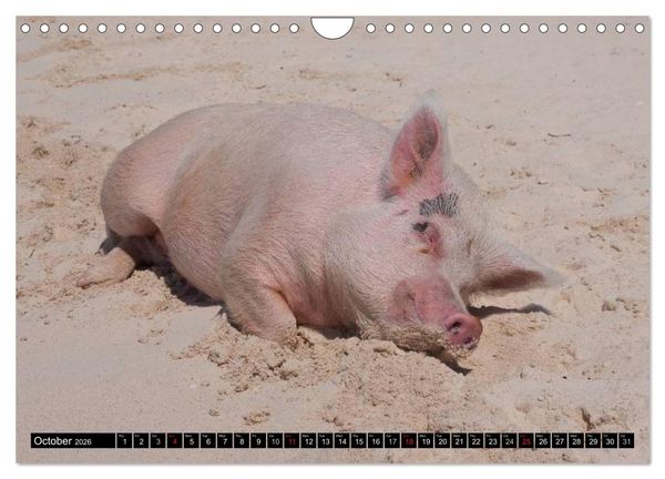 Produktbild: The Swimming Pigs of Bahamas (Wall Calendar 2026 DIN A4 landscape), CALVENDO 12 Month Wall Calendar