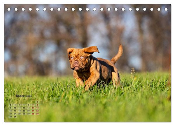 Produktbild: Eine kleine Bordeauxdogge entdeckt die Welt (Tischkalender 2026 DIN A5 quer), CALVENDO Monatskalender