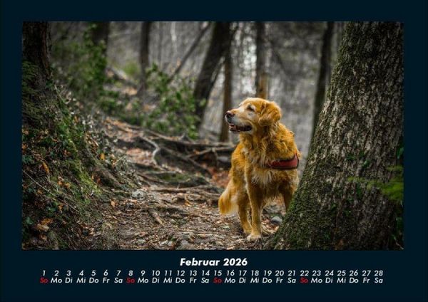 Produktbild: B&auml;ume 2026 Fotokalender DIN A4