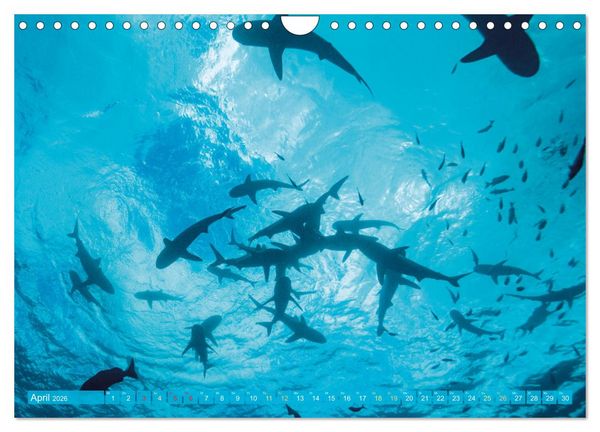 Produktbild: Hai: Raubtier der Meere (Wandkalender 2026 DIN A4 quer), CALVENDO Monatskalender