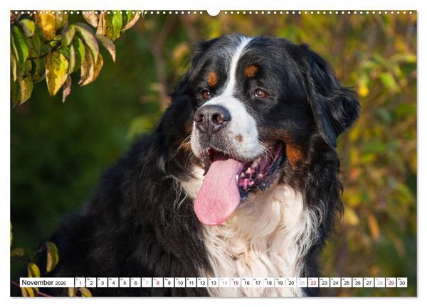 Produktbild: Ein Herz auf 4 Pfoten - Berner Sennenhund (hochwertiger Premium Wandkalender 2026 DIN A2 quer), Kunstdruck in Hochglanz
