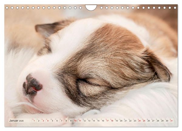 Produktbild: Bezaubernde Islandhundewelpen (Wandkalender 2026 DIN A4 quer), CALVENDO Monatskalender