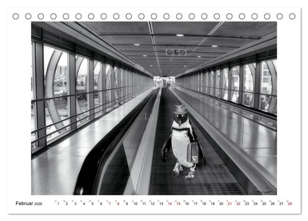 Produktbild: Pinguine privat (Tischkalender 2026 DIN A5 quer), CALVENDO Monatskalender
