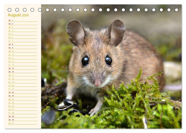Produktbild: Gr&uuml;sse von der Maus! (Tischkalender 2026 DIN A5 quer), CALVENDO Monatskalender