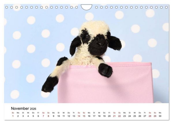 Produktbild: Walliser Schwarznasenschaf Valais Blacknose Sheep (Wandkalender 2026 DIN A4 quer), CALVENDO Monatskalender