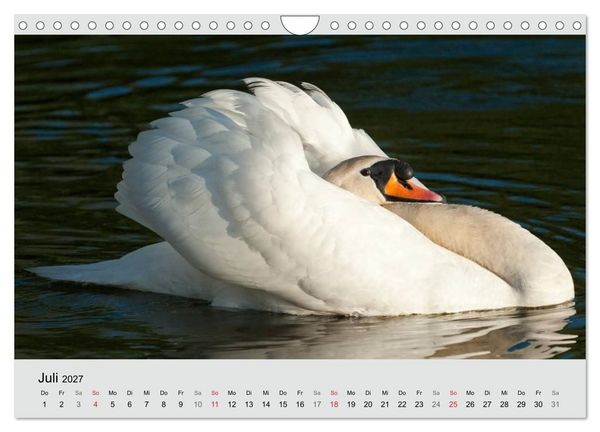Produktbild: Mit dem Schwan durchs Jahr 2027 (Wandkalender 2027 DIN A4 quer), CALVENDO Monatskalender