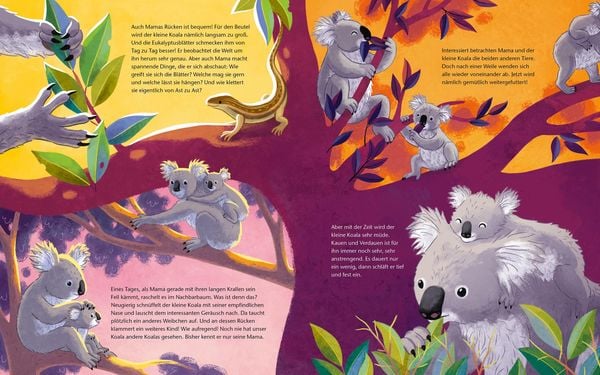 Produktbild: Der kleine Koala - Zu Hause im Eukalyptus