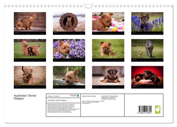 Produktbild: Australian Terrier Welpen (Wandkalender 2026 DIN A3 quer), CALVENDO Monatskalender