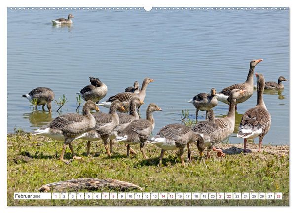 Produktbild: Sturmerprobt - V&ouml;gel an Nordfrieslands K&uuml;ste (hochwertiger Premium Wandkalender 2026 DIN A2 quer), Kunstdruck in Hochglanz