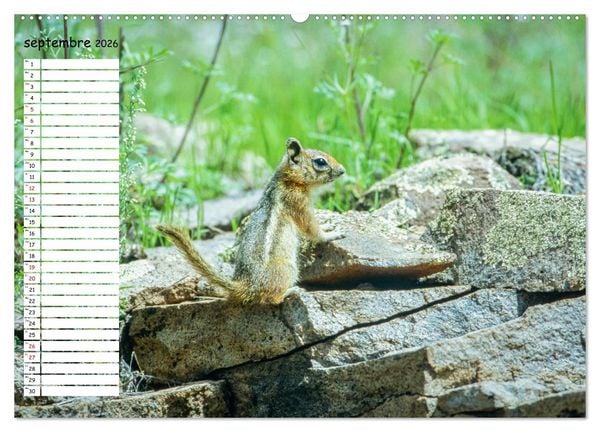Produktbild: Arizona, une rencontre avec la nature (Calendrier mural 2026 DIN A2 vertical) calendrier de bureau