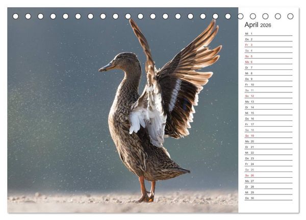 Produktbild: Emotionale Momente: Die Stockente. (Tischkalender 2026 DIN A5 quer), CALVENDO Monatskalender