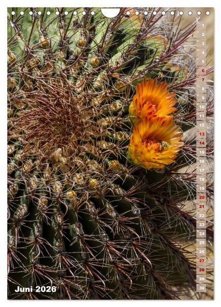 Produktbild: SAGUARO NATIONAL PARK W&uuml;stenimpressionen aus Arizona (Wandkalender 2026 DIN A4 hoch), CALVENDO Monatskalender