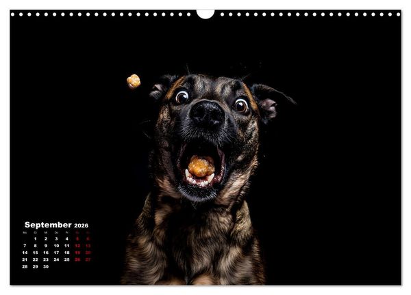 Produktbild: Leckerchen! (Wandkalender 2026 DIN A3 quer), CALVENDO Monatskalender