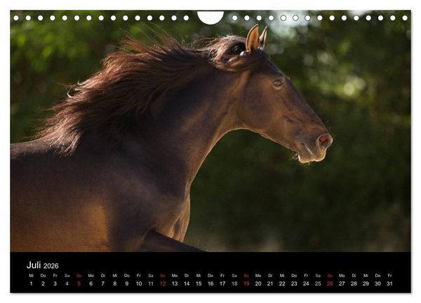 Produktbild: Spaniens stolze Pferde (Wandkalender 2026 DIN A4 quer), CALVENDO Monatskalender