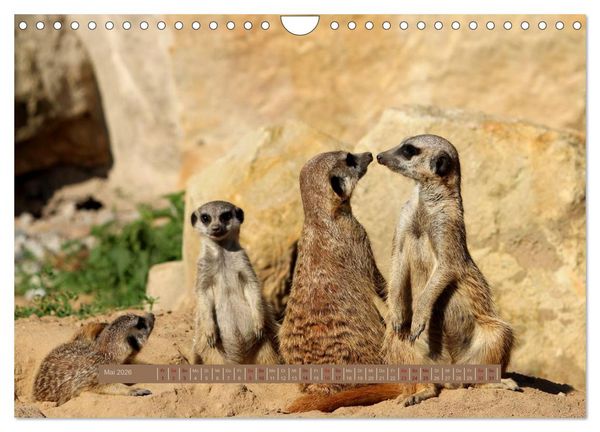 Produktbild: Erdm&auml;nnchen (Wandkalender 2026 DIN A4 quer), CALVENDO Monatskalender