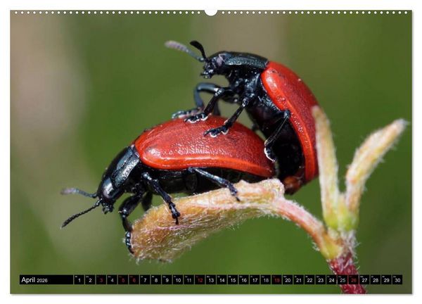 Produktbild: Insekten &bull; Bizarre Naturwunder (Wandkalender 2026 DIN A2 quer), CALVENDO Monatskalender