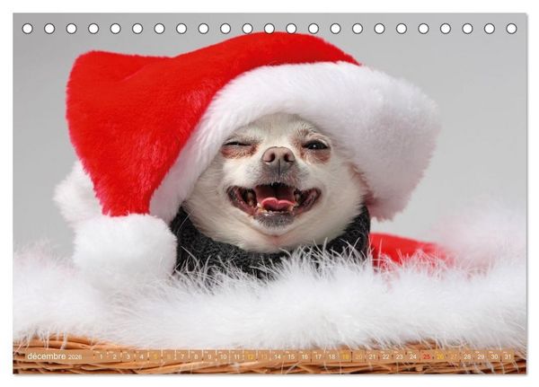 Produktbild: Chihuahua : petit, mais costaud (Calendrier de bureau 2026 DIN A5 vertical), CALVENDO calendrier mensuel