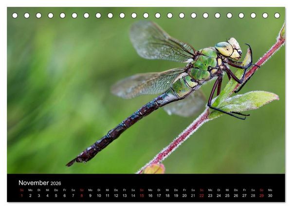 Produktbild: Libellen im Ried (Tischkalender 2026 DIN A5 quer), CALVENDO Monatskalender