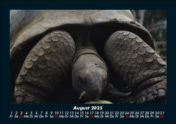 Produktbild: Schildkr&ouml;tenzauber 2025 Fotokalender DIN A5