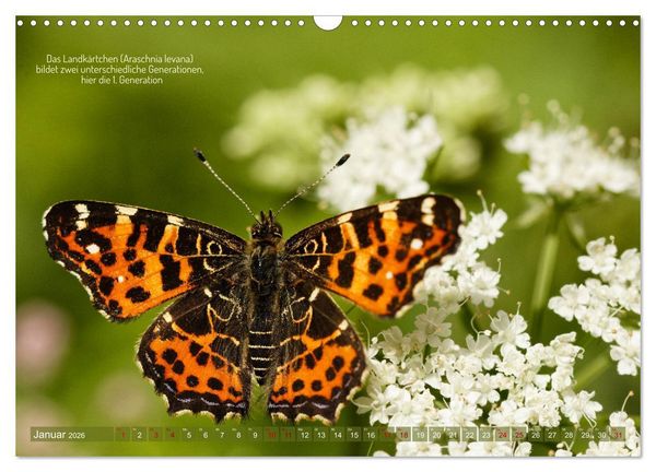 Produktbild: Frankens Insekten (Wandkalender 2026 DIN A3 quer), CALVENDO Monatskalender