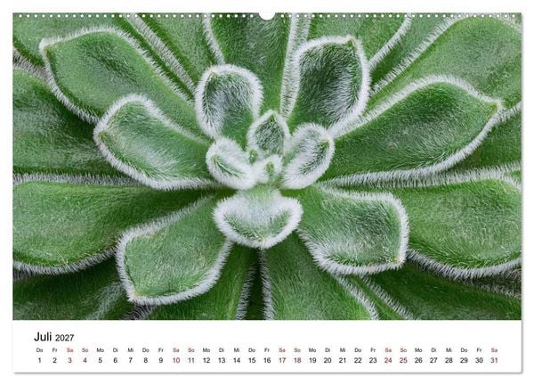 Produktbild: Sukkulenten Galerie (Wandkalender 2027 DIN A2 quer), CALVENDO Monatskalender