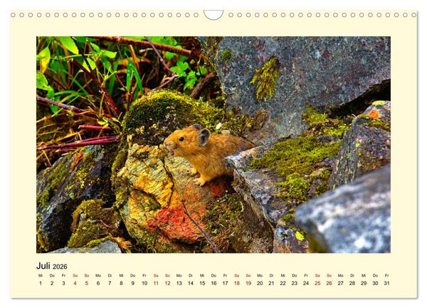 Produktbild: Wild, aber knuffig! (Wandkalender 2026 DIN A3 quer), CALVENDO Monatskalender