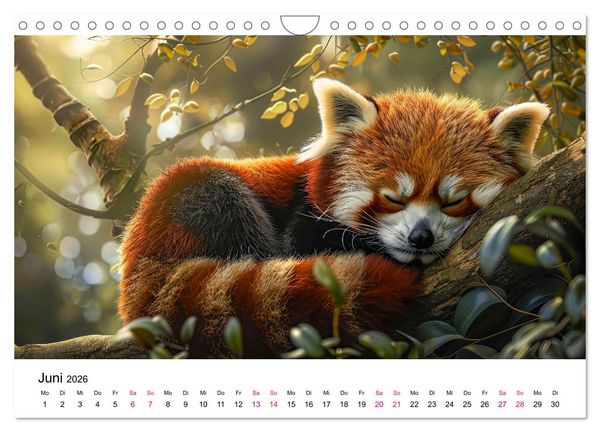 Produktbild: Der Rote Panda (Wandkalender 2026 DIN A4 quer), CALVENDO Monatskalender