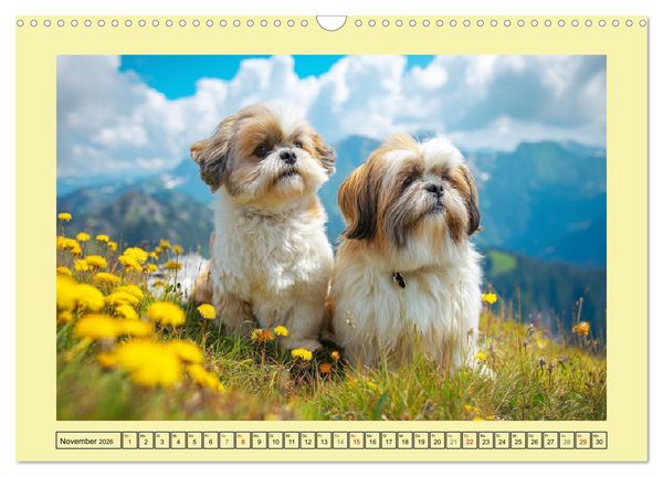 Produktbild: Shih Tzu Gl&uuml;ck. Zauberhafte Hunde im alpinen Wandergl&uuml;ck (Wandkalender 2026 DIN A3 quer), CALVENDO Monatskalender