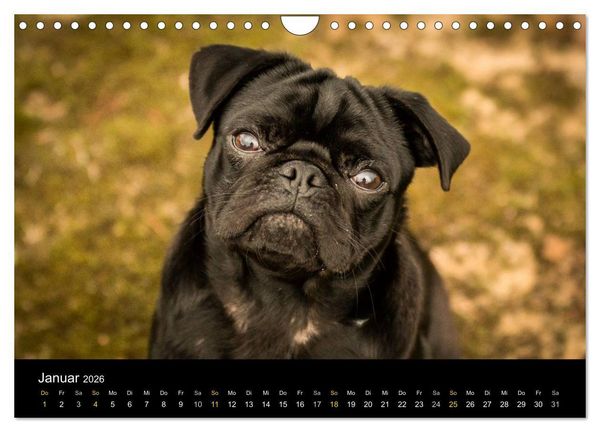 Produktbild: Diesel, der schwarze Mops (Wandkalender 2026 DIN A4 quer), CALVENDO Monatskalender