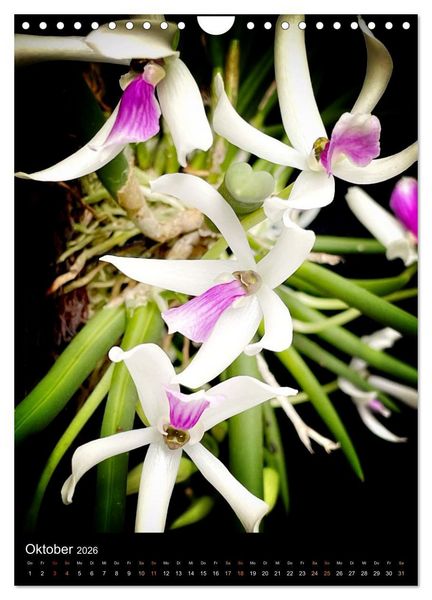 Produktbild: Orchideen - Exoten im Wohnzimmer (Wandkalender 2026 DIN A4 hoch), CALVENDO Monatskalender