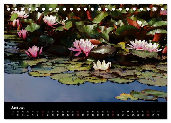 Produktbild: Wilde Bl&uuml;ten-Tr&auml;ume (Tischkalender 2026 DIN A5 quer), CALVENDO Monatskalender