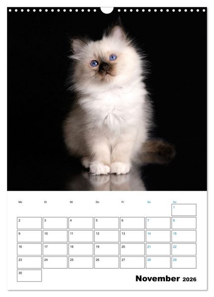 Produktbild: Heilige Birma Kitten - s&uuml;&szlig;e kleine Flauschb&auml;llchen (Wandkalender 2026 DIN A3 hoch), CALVENDO Monatskalender